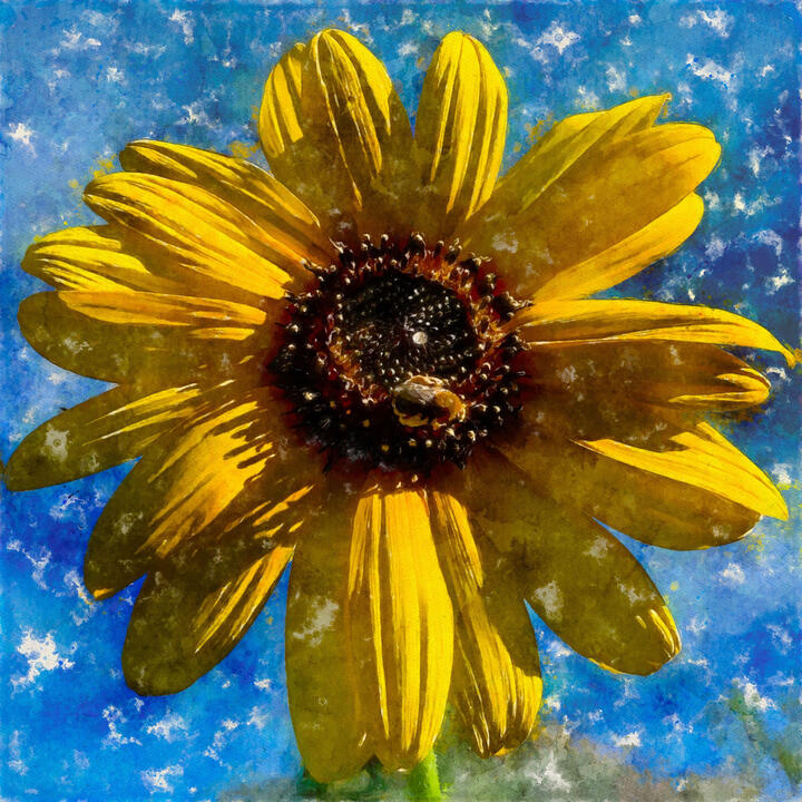 Sunflower w/ Bee