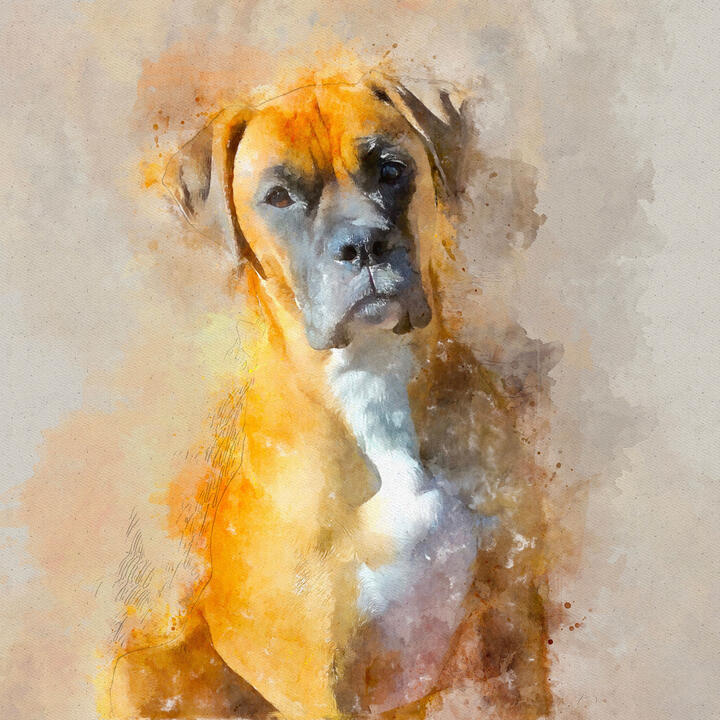 Stella